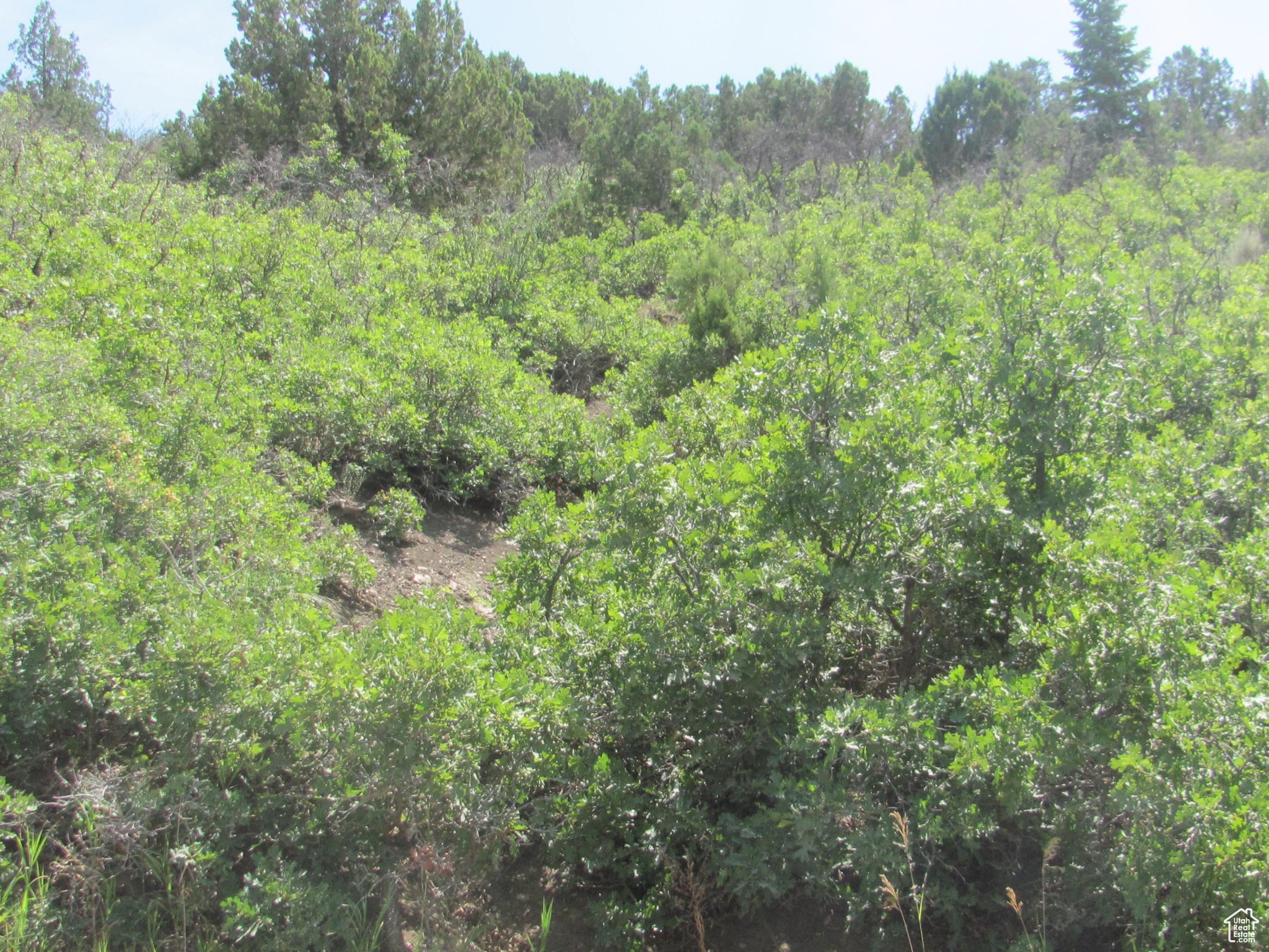 HORSESHOE MT RANCH - Land