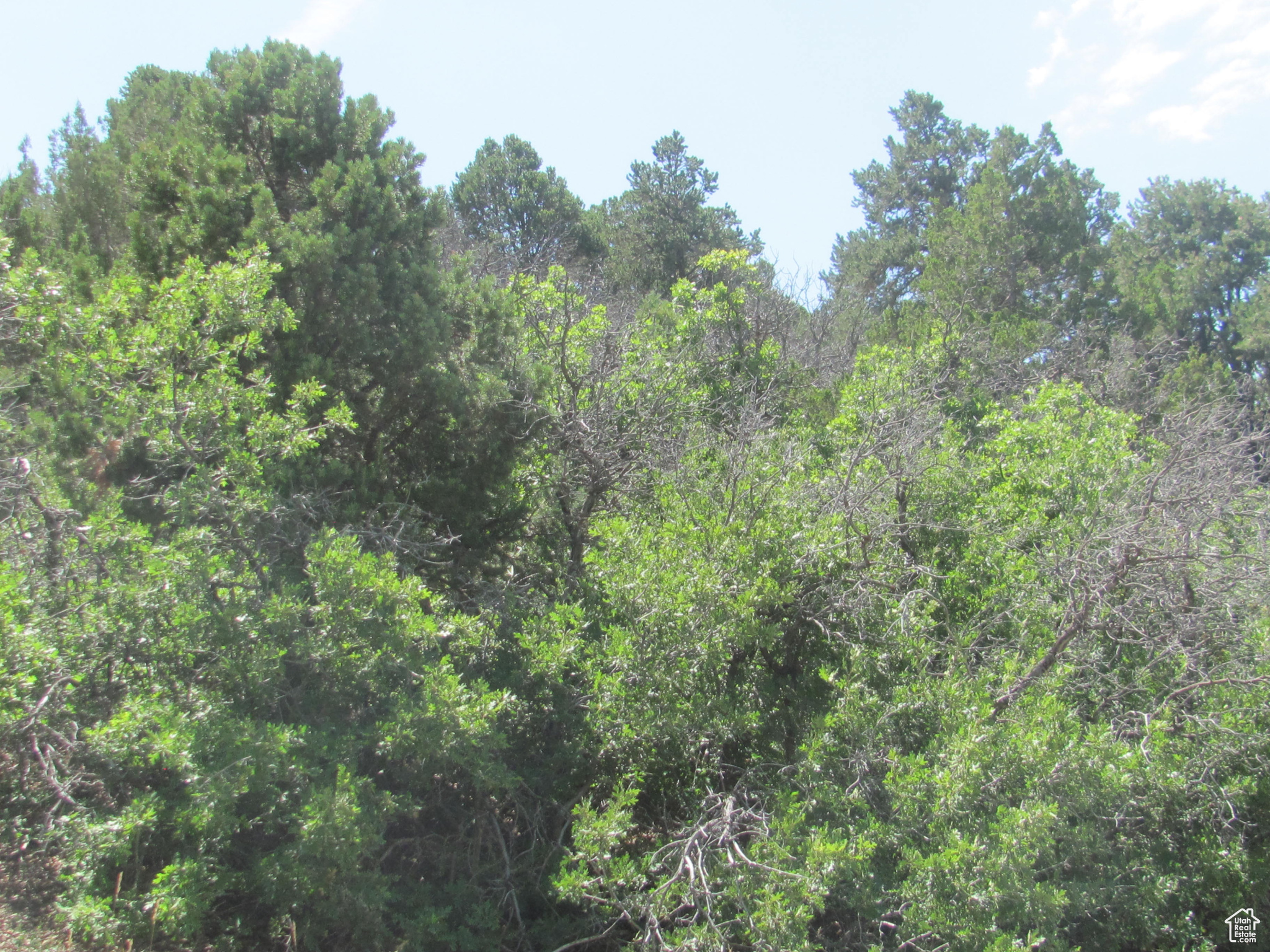 HORSESHOE MT RANCH - Land