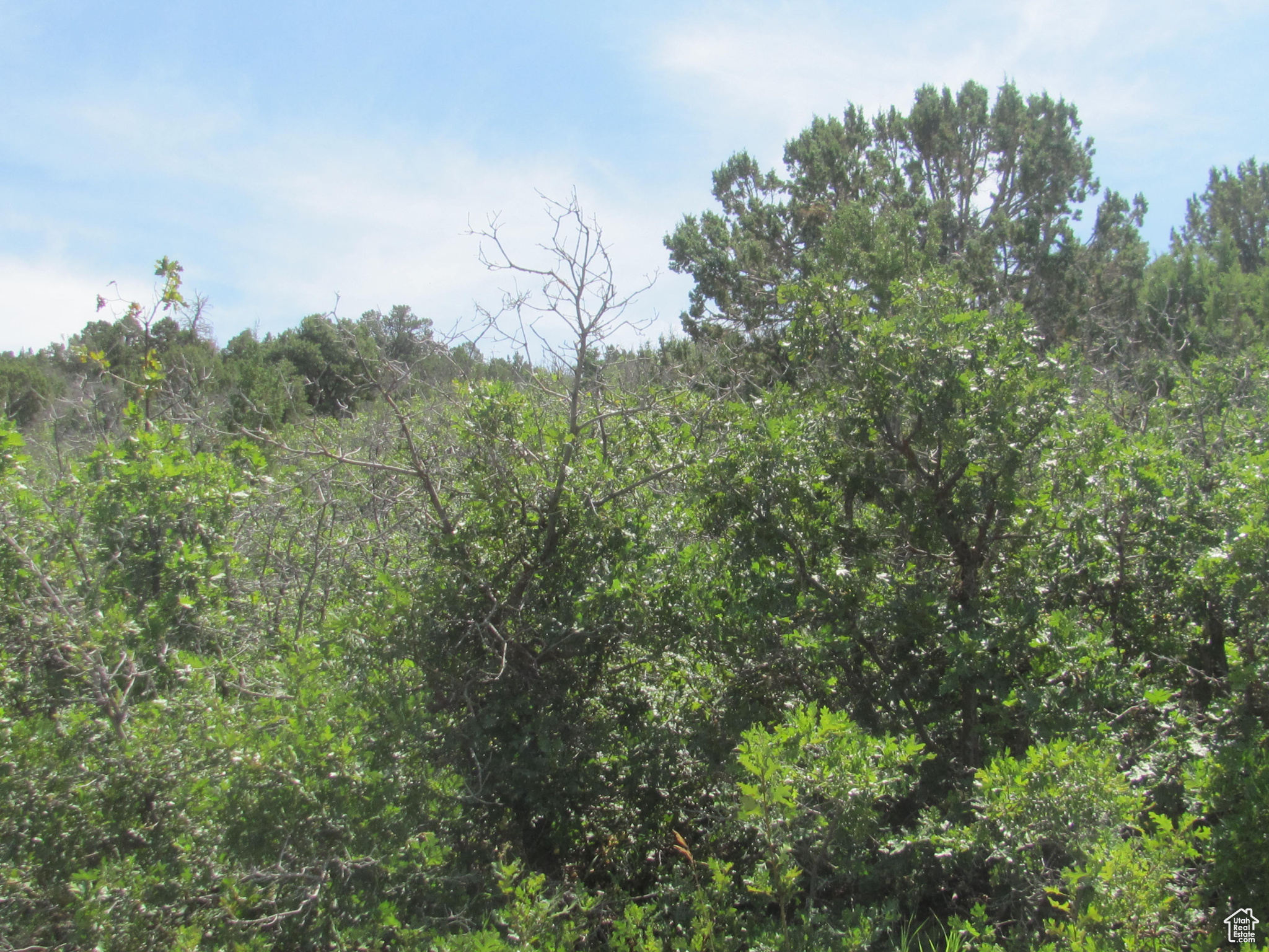 HORSESHOE MT RANCH - Land