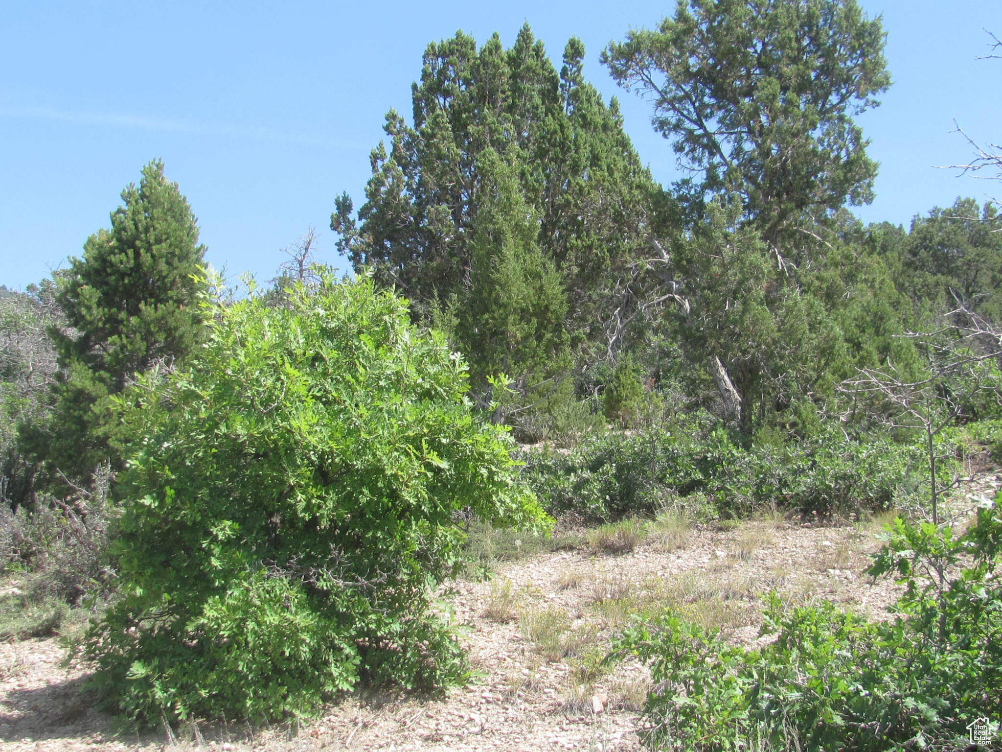 HORSESHOE MT RANCH - Land