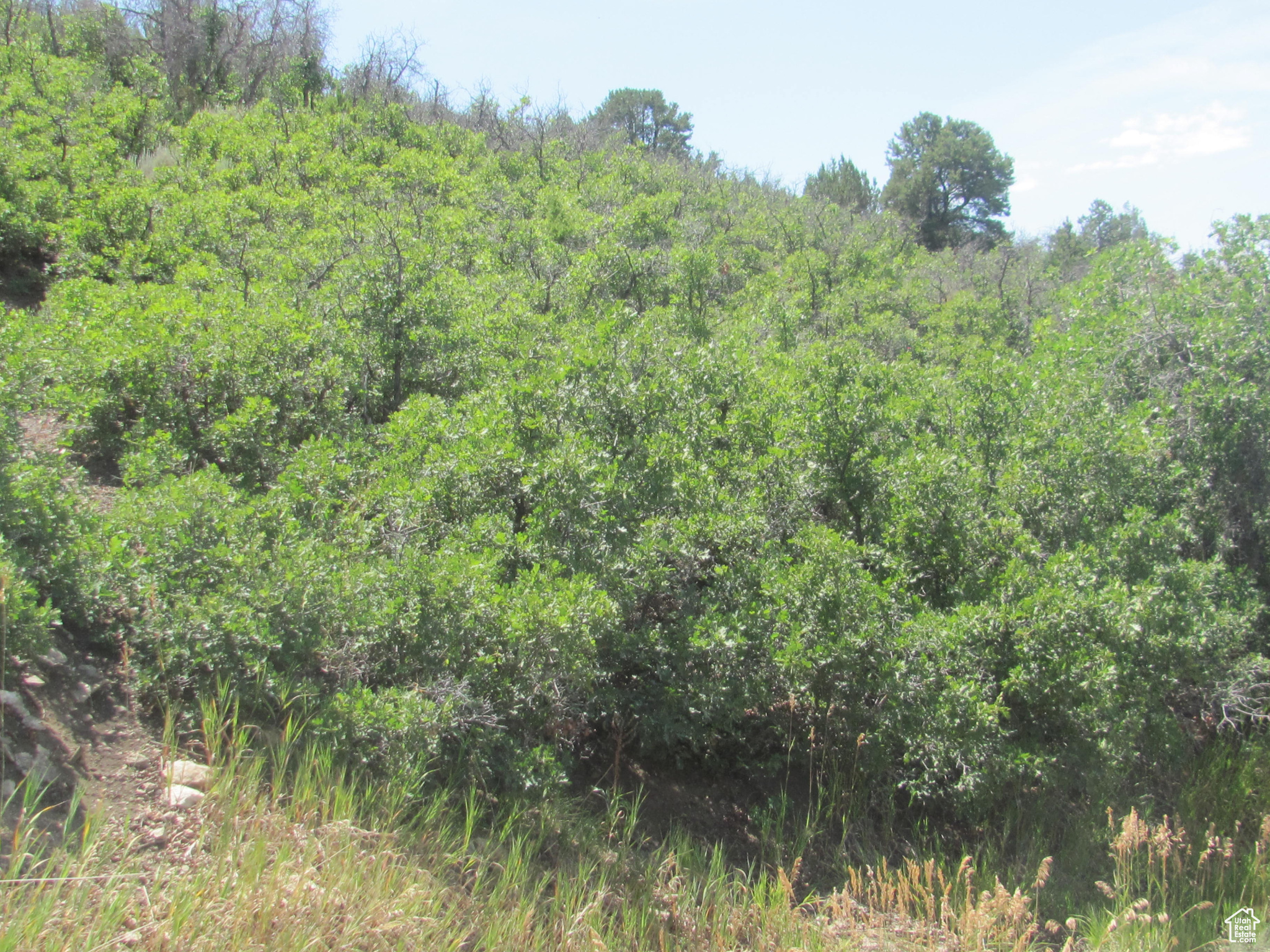 HORSESHOE MT RANCH - Land