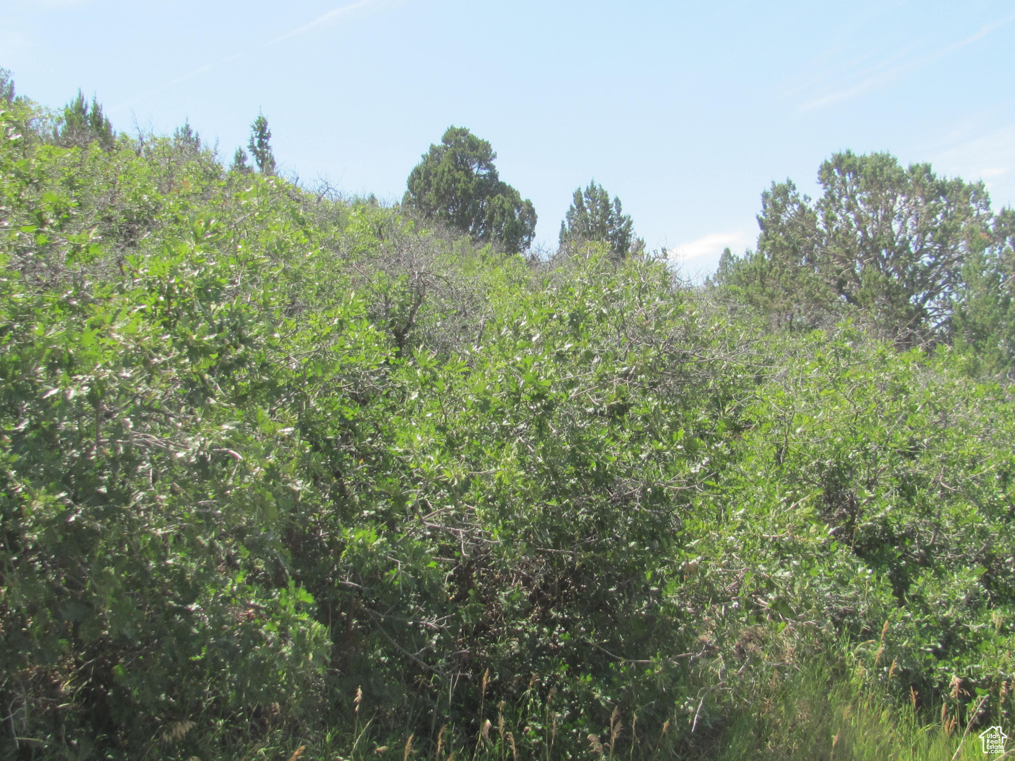 HORSESHOE MT RANCH - Land