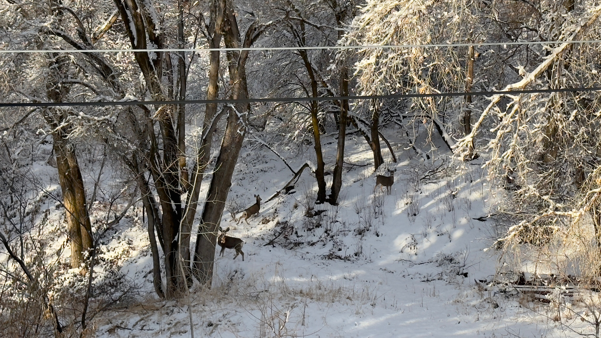 WOODLAND ESTATES - Residential