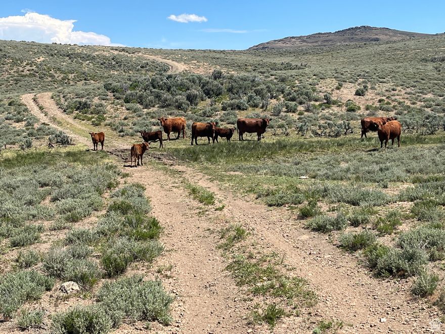 **Exceptional Farm and Ranch Opportunity " 8,260 Acres of Prime Land** Discover unparalleled potential with this expansive 8,260-acre ranch property, a true gem for investors, ranchers, and those seeking a grand scale retreat into nature. This property promises not only vast space but also a wealth of resources and operational benefits. **Property Highlights:** - Vast Acreage: Spanning over 8,260 deeded acres coupled with 1,776 AUMs of BLM ground, offering extensive room for cattle and agricultural operations. **Water Resources:** Equipped with 12 different stock ponds and 2 solar wells ensuring a sustainable water supply. Additionally, there is one more well that has been drilled and is pending activation. - **Abundant Natural Resources:** The land boasts plenty of live water streams and an abundance of grass, creating an ideal environment for grazing cattle and other livestock. - **Infrastructure:** The presence of multiple water sources and vast grazing land are complemented by good access roads and potential sites for additional infrastructure. **Investment Potential:** This property is not just land; it's an opportunity!