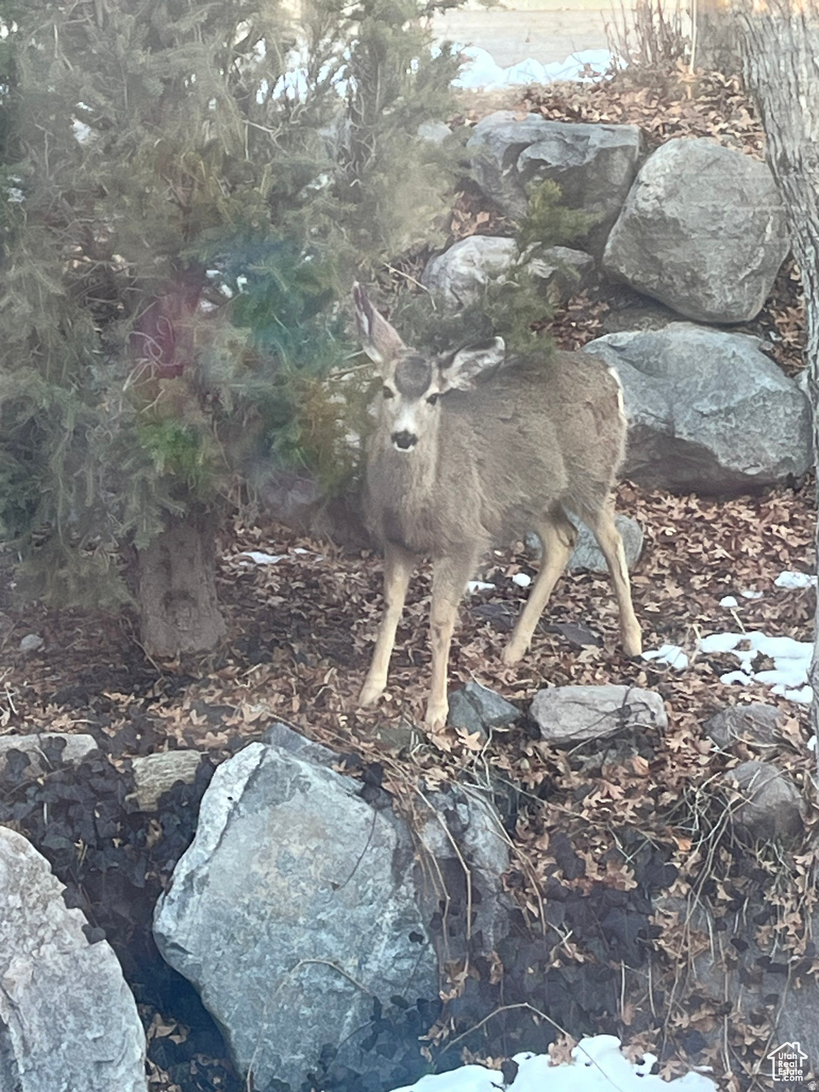SHADOW VALLEY ESTATES - Residential