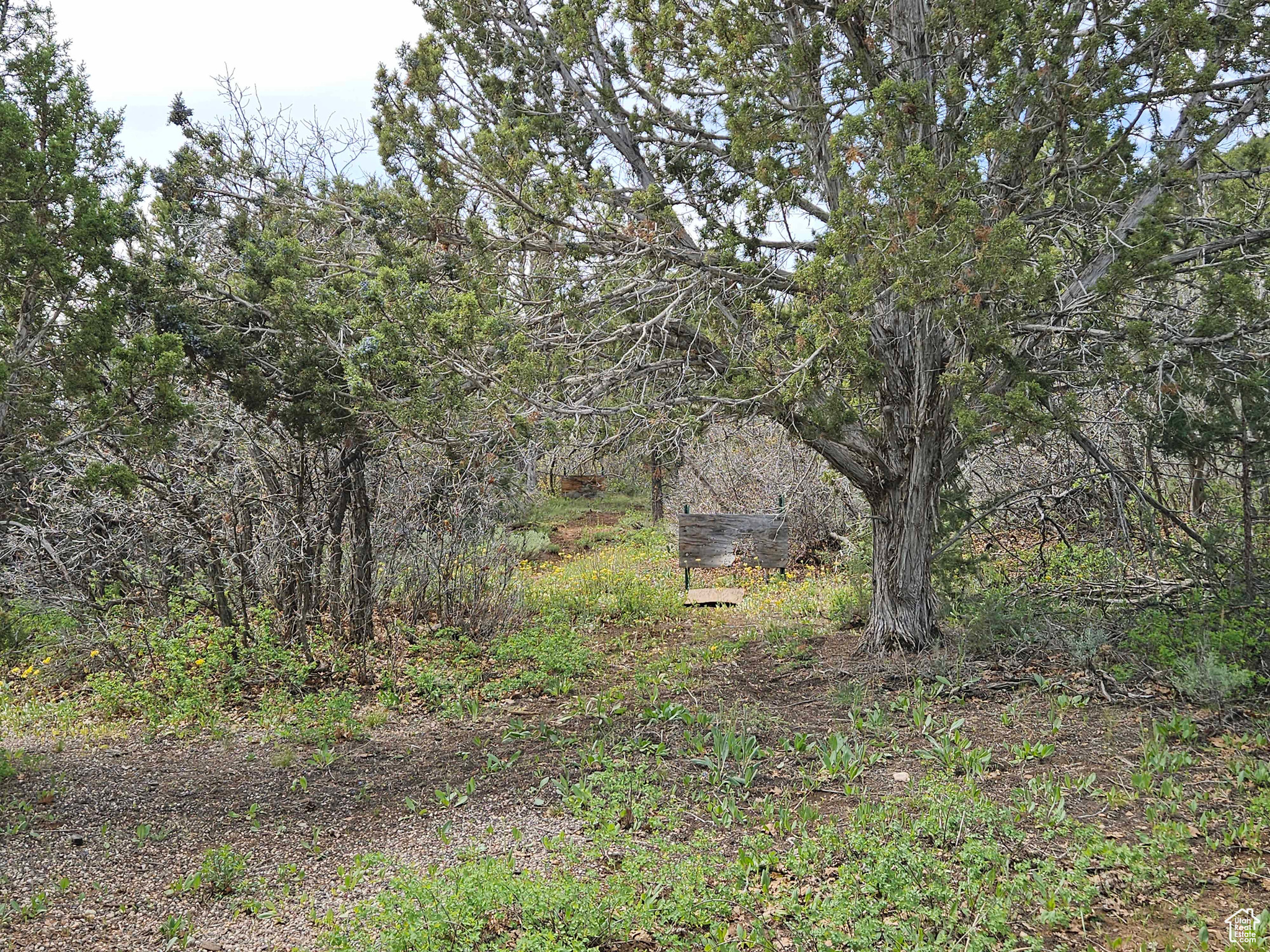 PANORAMA WOODS - Land