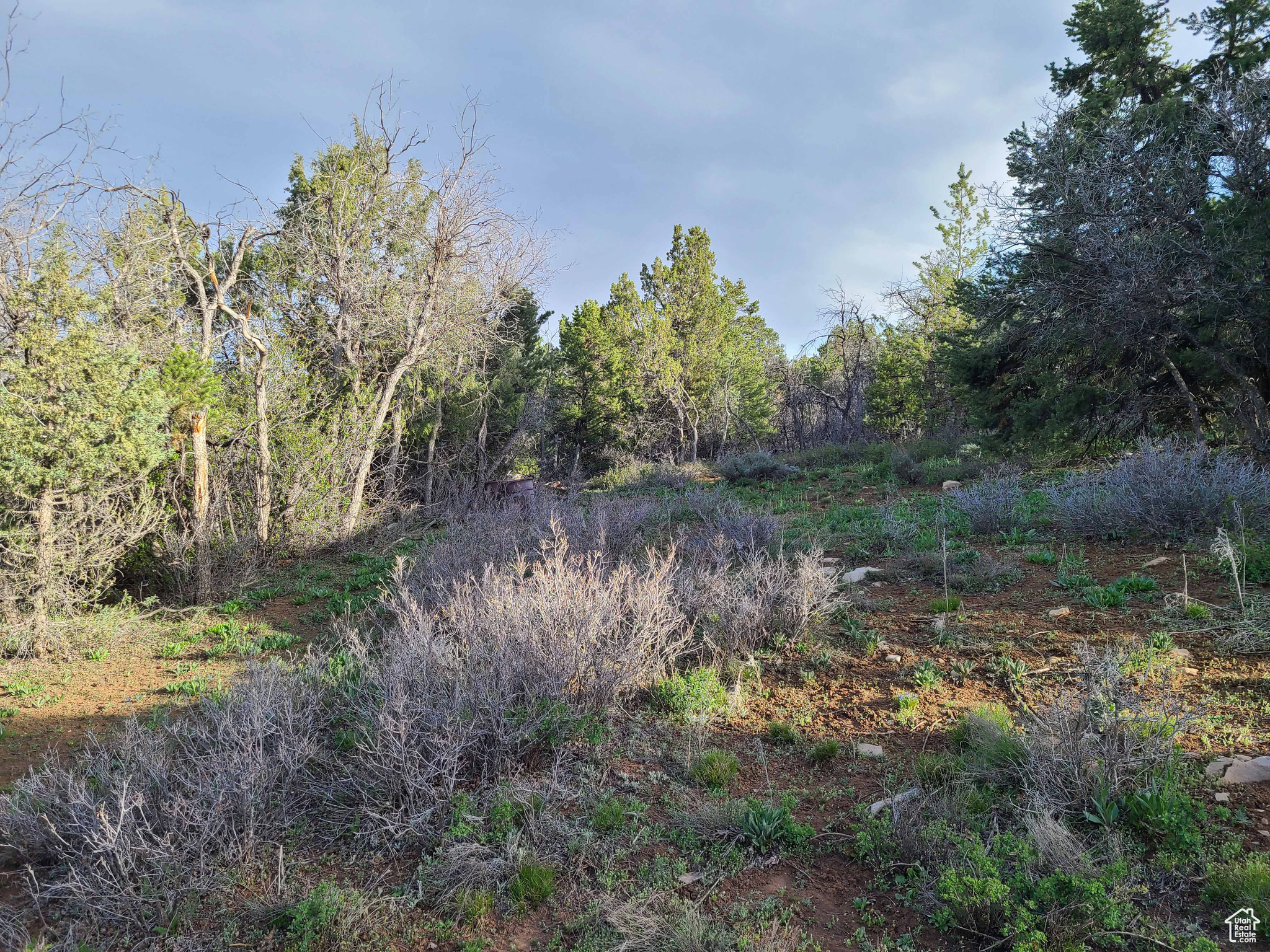 PANORAMA WOODS - Land