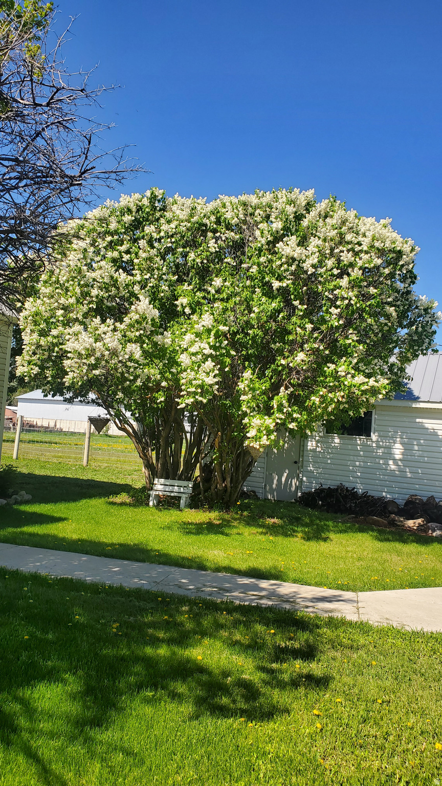 PARADISE CITY SURVEY - Residential