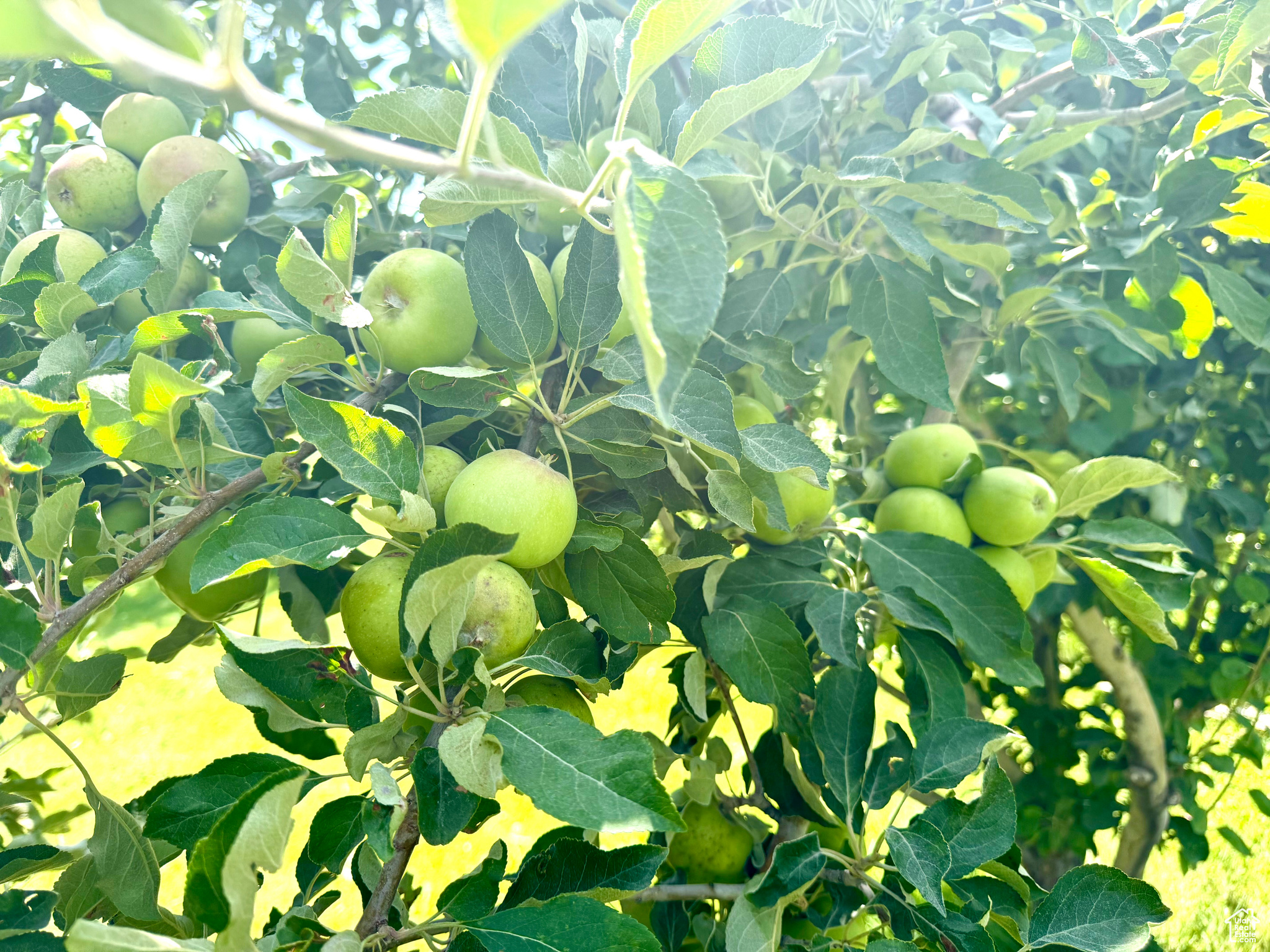 DIVIDABLE - Residential