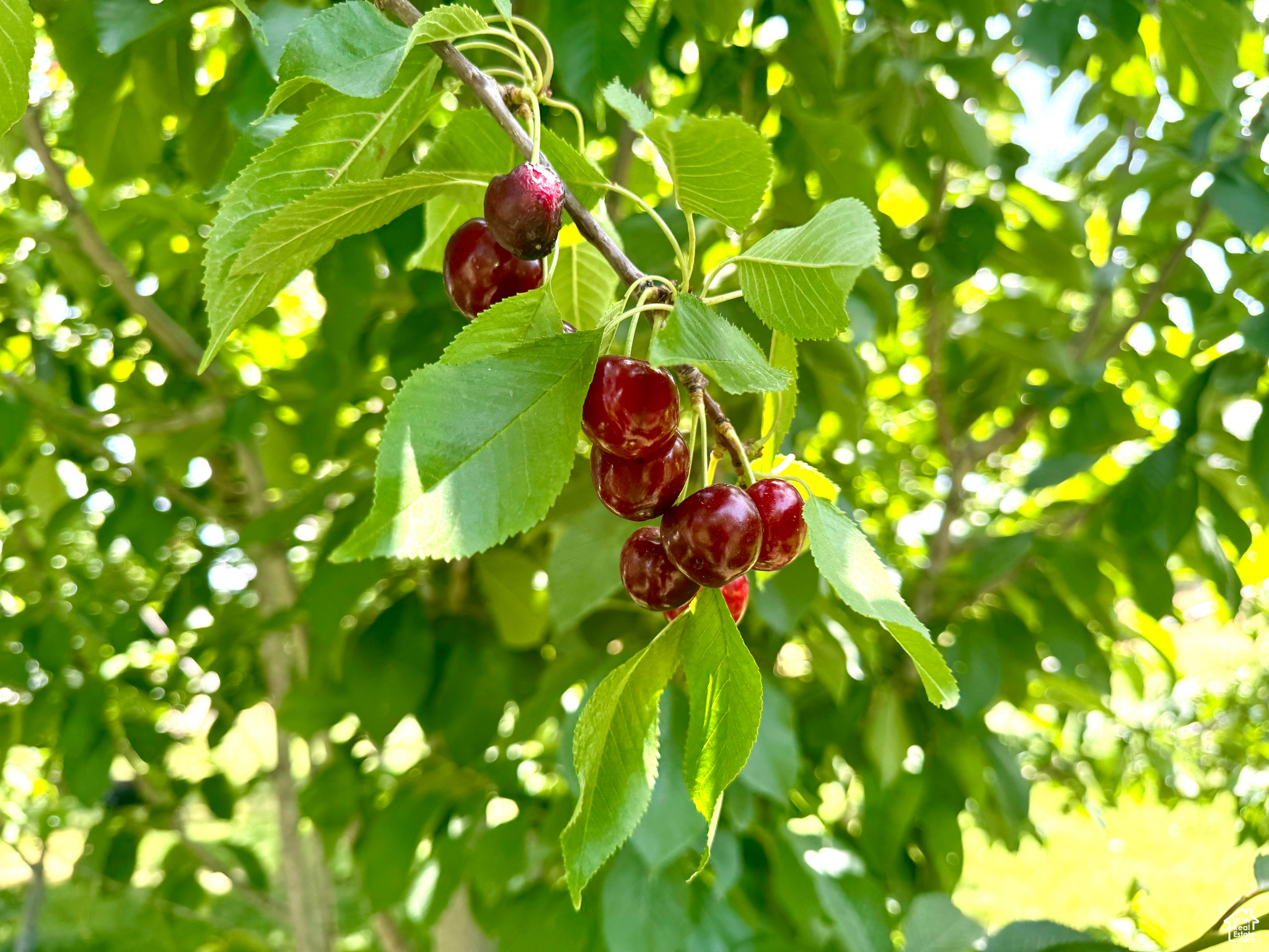 DIVIDABLE - Residential