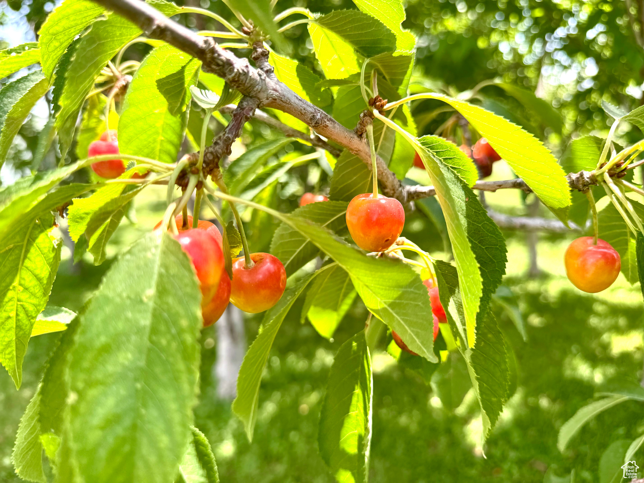 DIVIDABLE - Residential