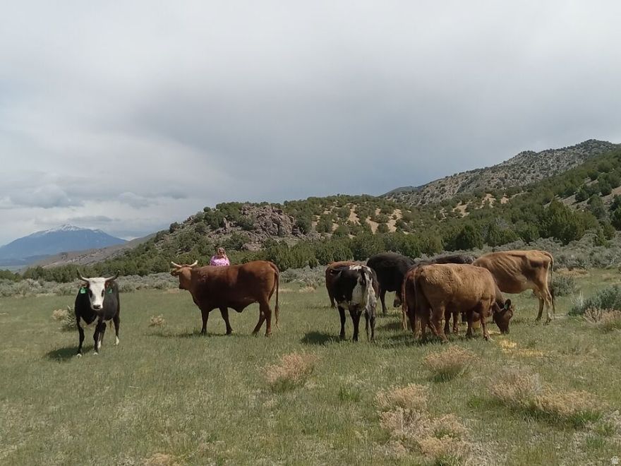 Full Photos & Video Coming Soon! Rare opportunity to own 120 acres in Juab County bordering a portion of Uinta National Forest, offering privacy and direct access to wide open space. Zoned Agricultural, which still allows for residential use per county code. No CCRs - just Juab County land use regulations.  The property is mostly fenced, with natural terrain creating additional barriers in some areas. There is some electric fencing in place that can remain if the buyer would like.   The location supports an abundance of wildlife and offers the kind of quiet, rural setting that's getting harder to find - especially this close to National Forest and under an hour to metro areas.
