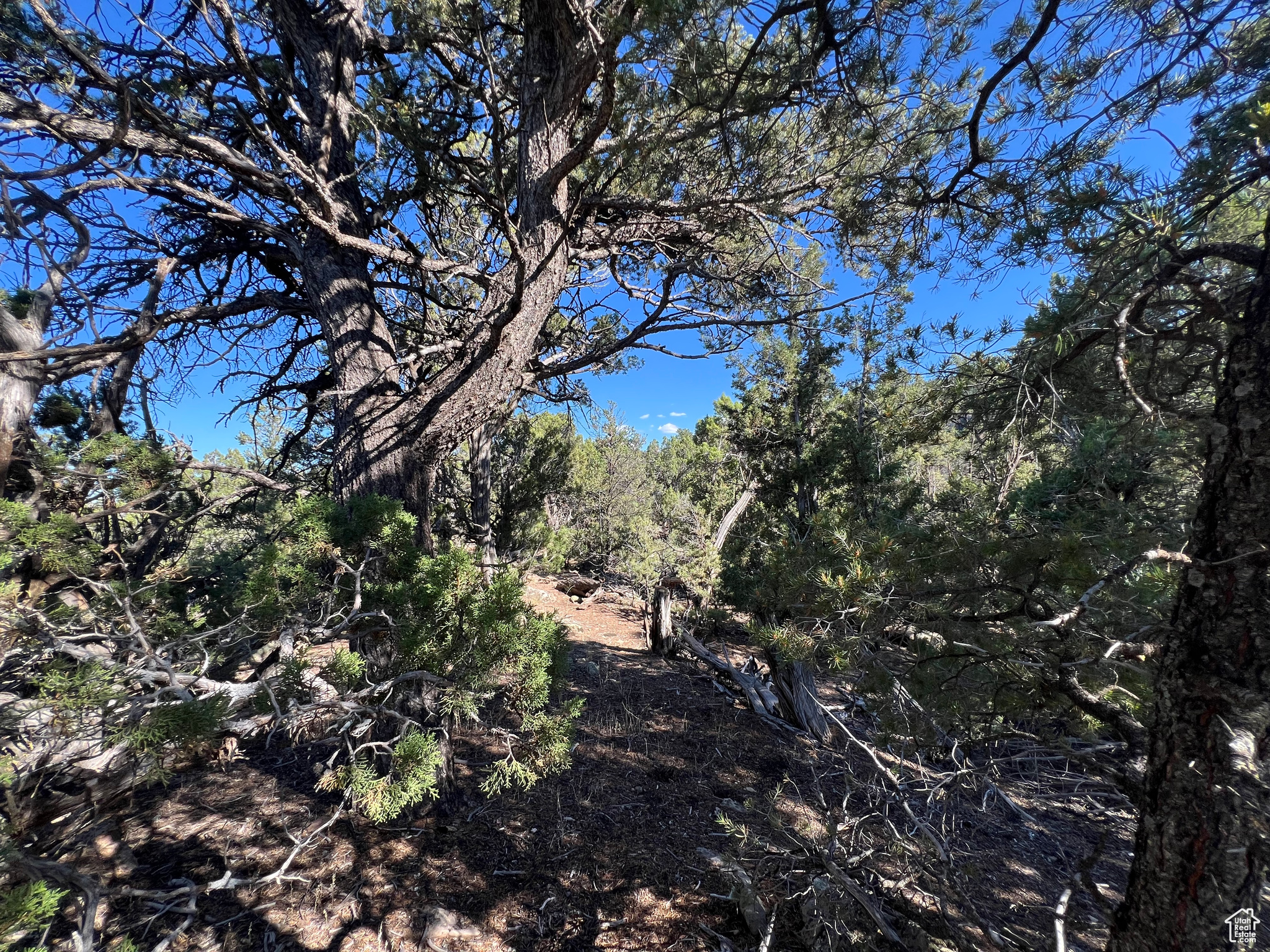 Land, La Sal, Utah image 14