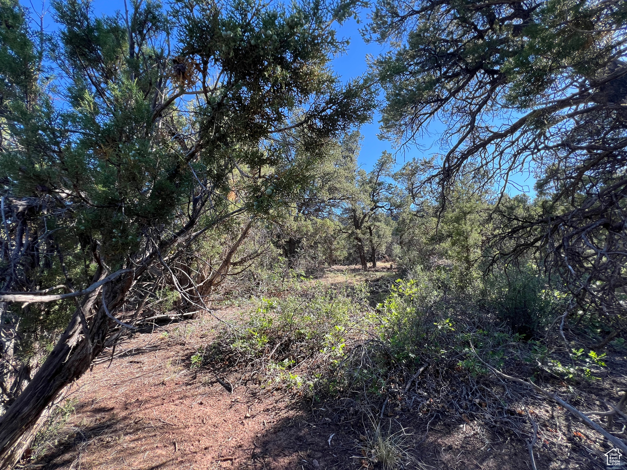 Land, La Sal, Utah image 10