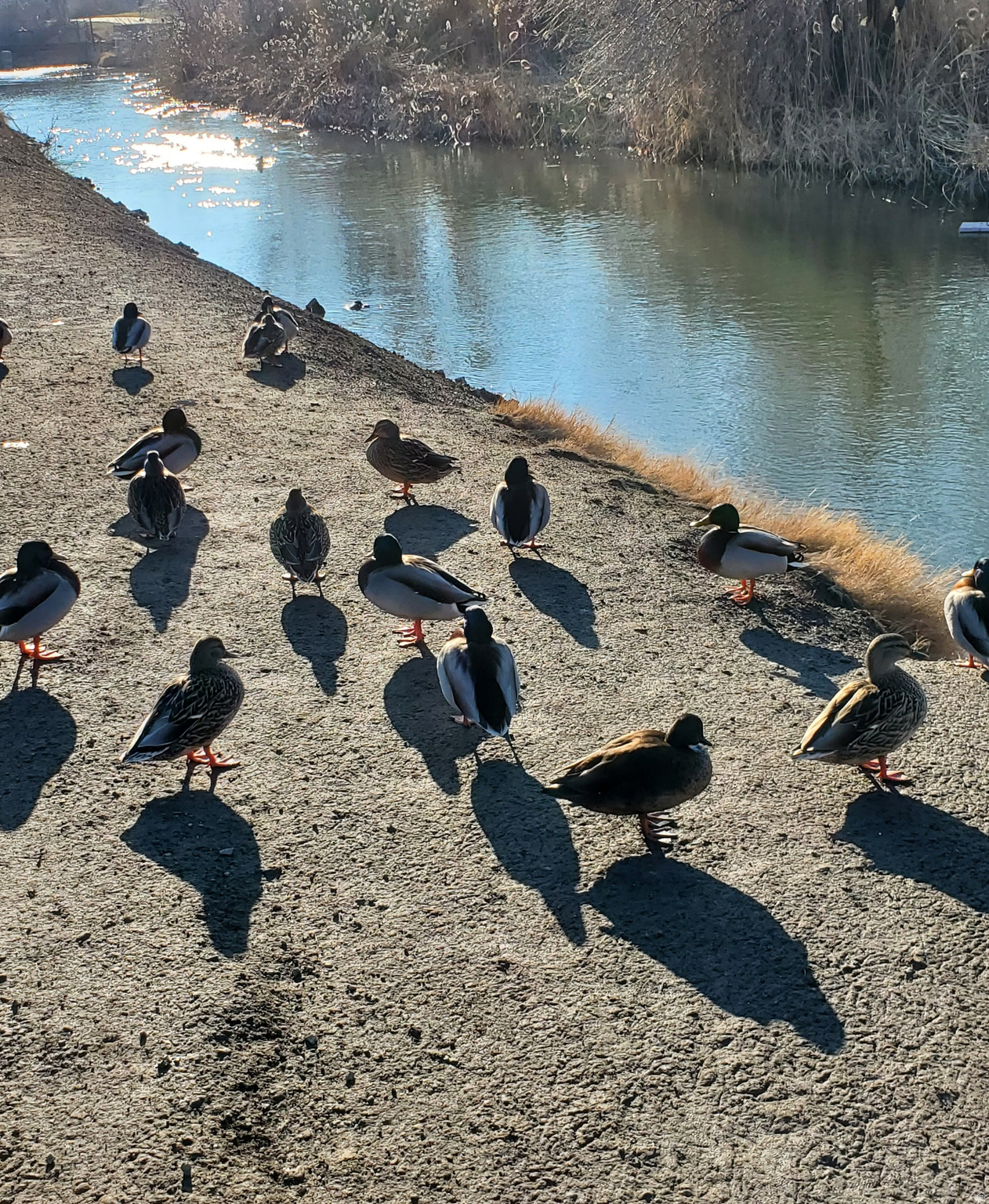 PARK VIEW VILLAS - Residential