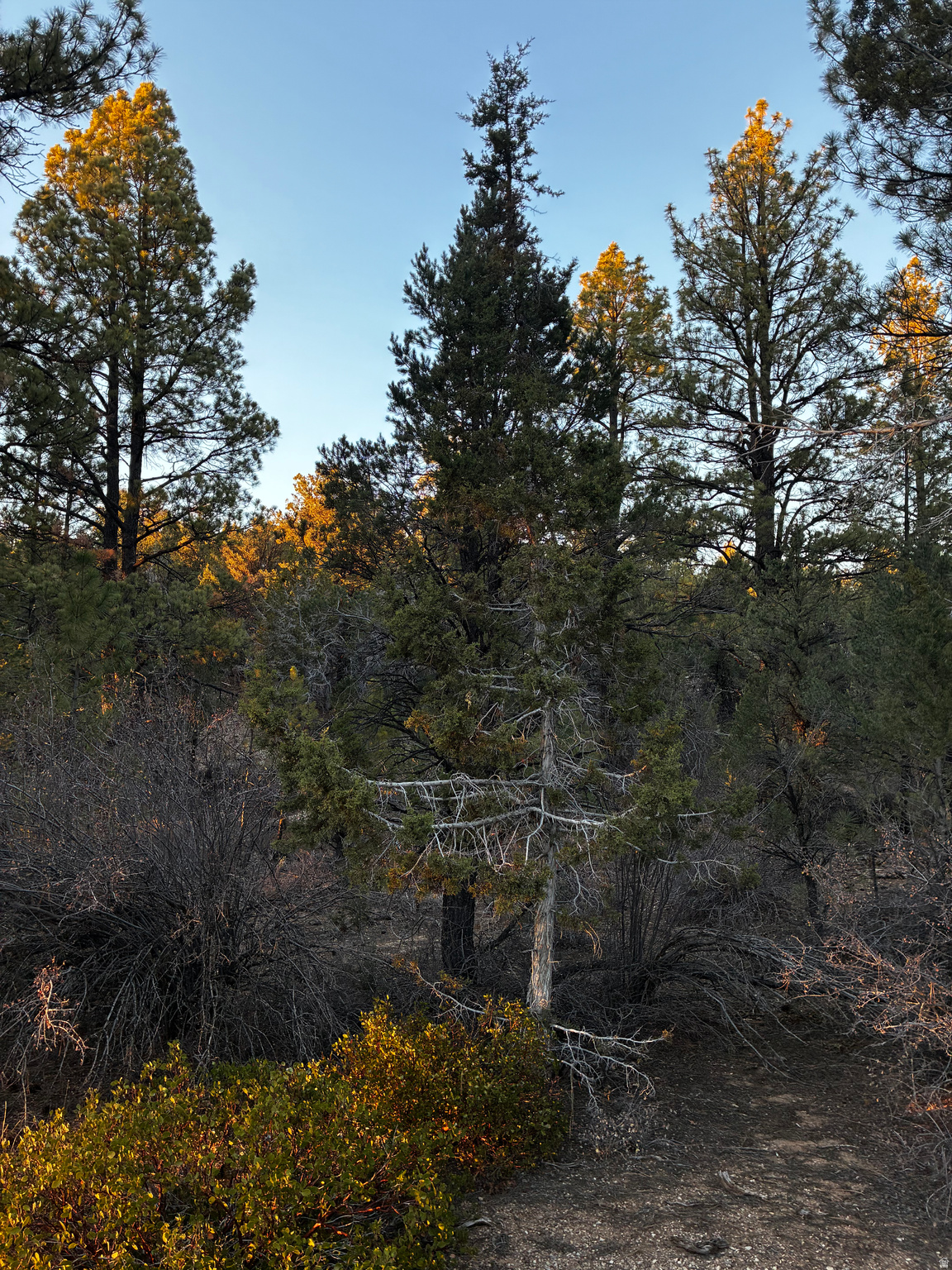 ALL OF LOT 9 BLOCK "D" AMENDED PLAT OF LITTLE POND - Land