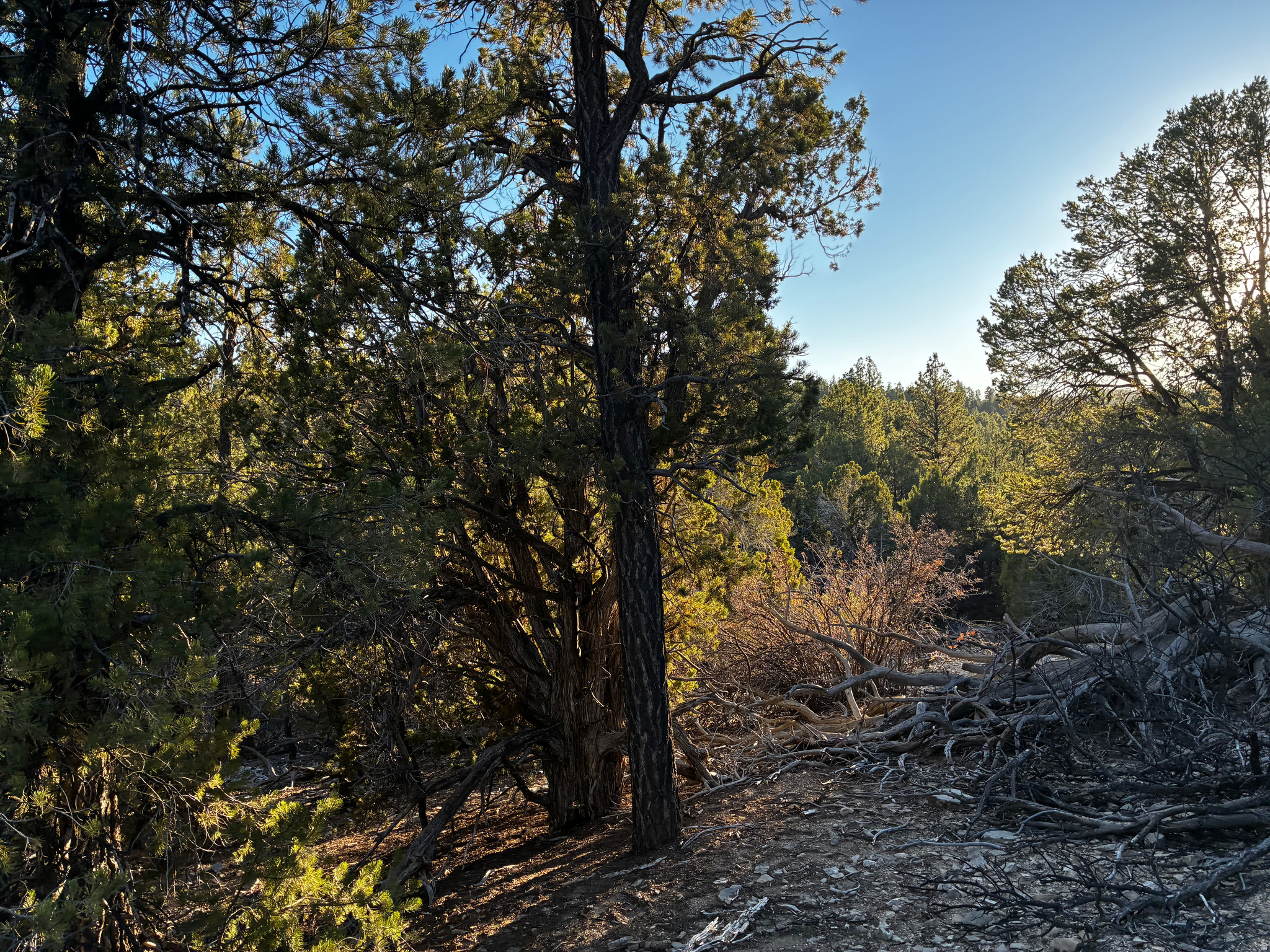 ALL OF LOT 9 BLOCK "D" AMENDED PLAT OF LITTLE POND - Land