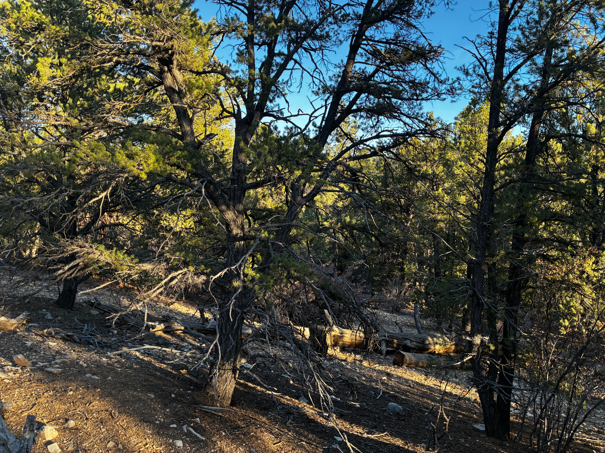 ALL OF LOT 9 BLOCK "D" AMENDED PLAT OF LITTLE POND - Land