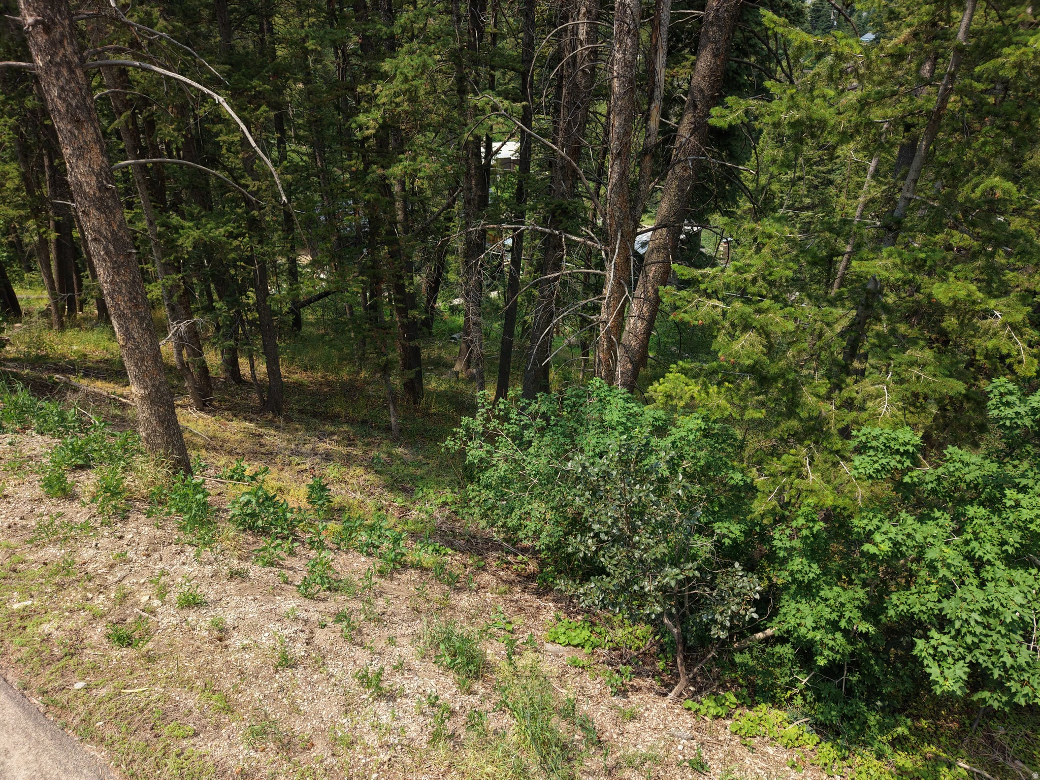 446 UPPER EVERGREEN DR 60 - Photo 4