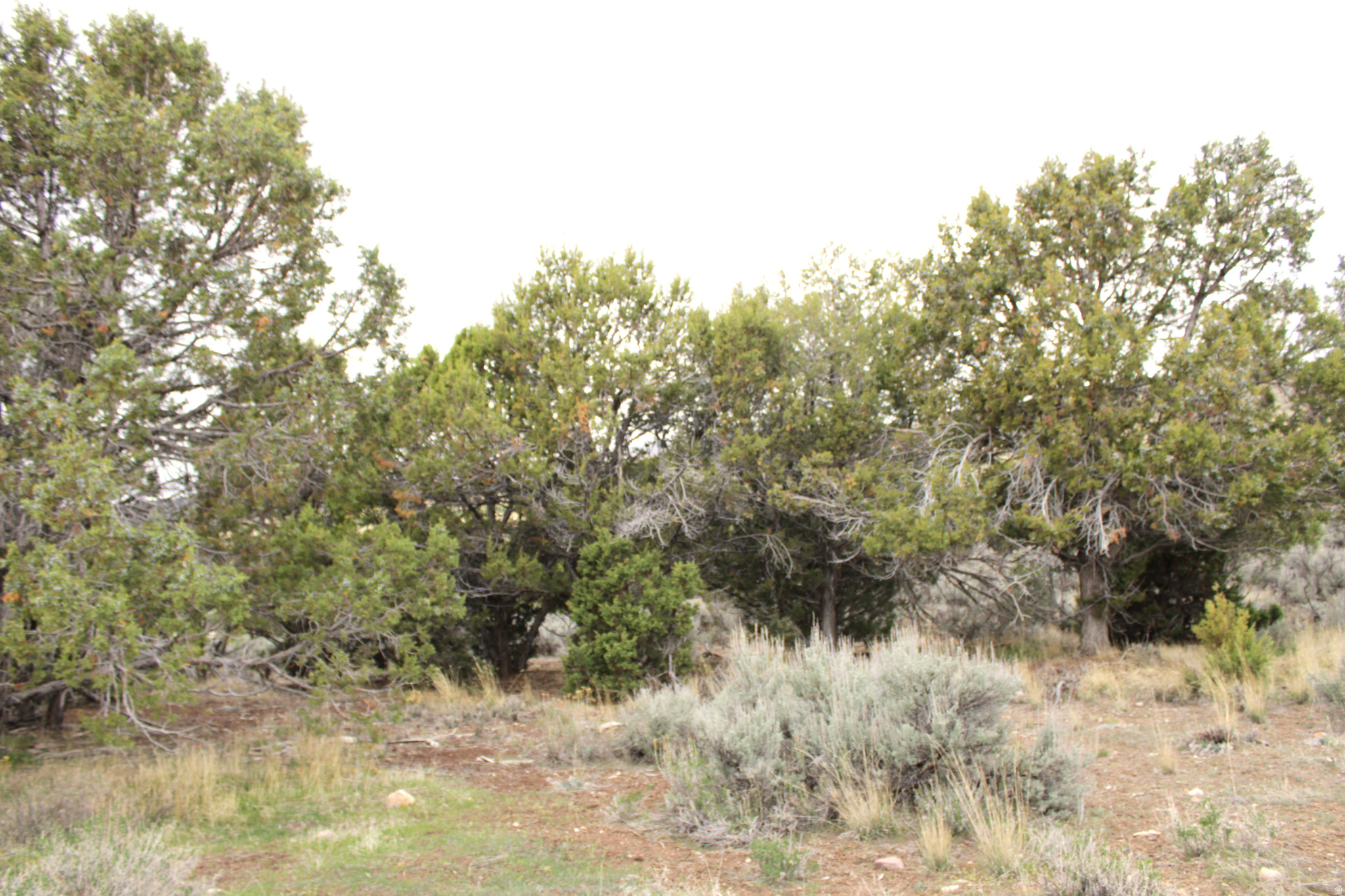 WESTRIDGE FARMS - Land