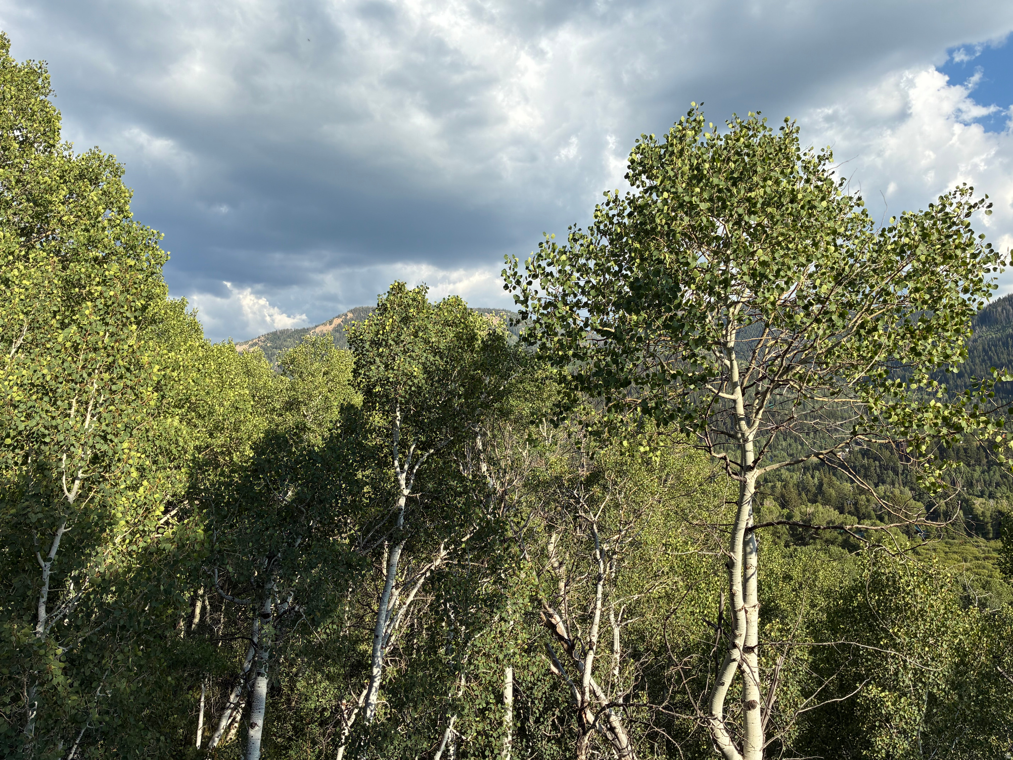 BEAVER SPRINGS RANCH - Residential