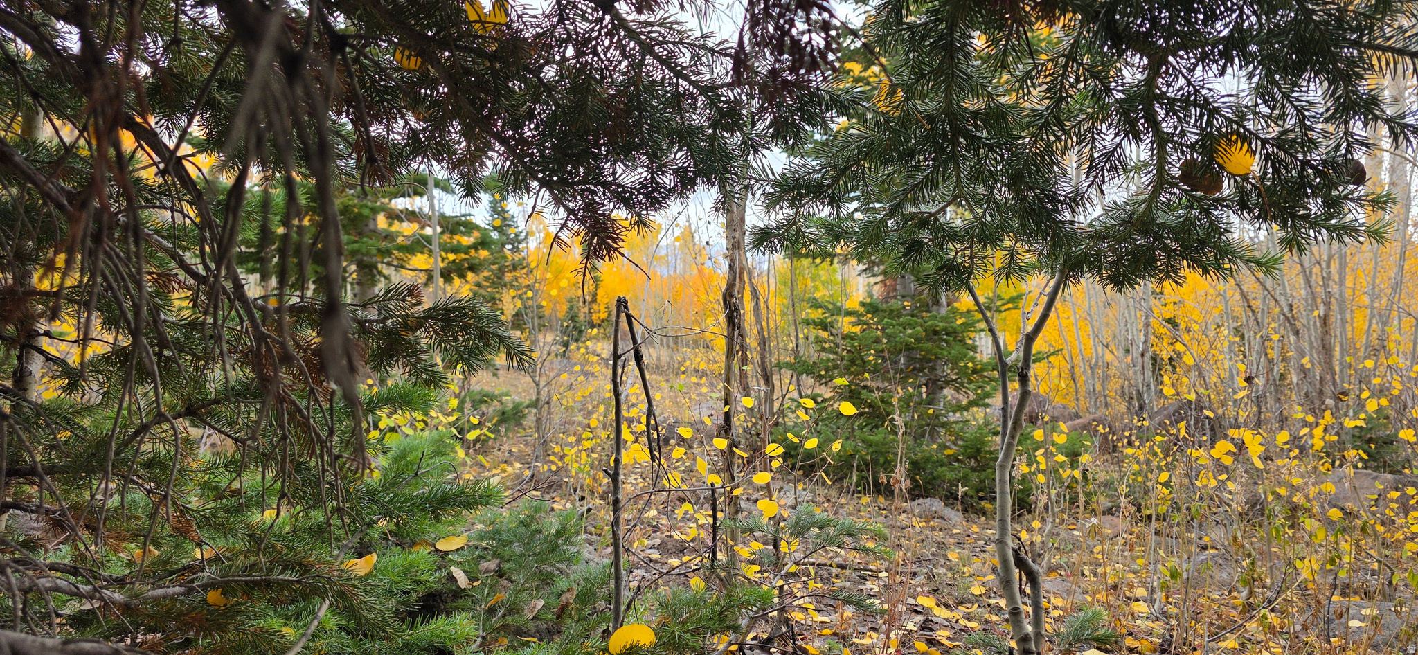 HENRIES HOLLOW PHASE 2 - Land