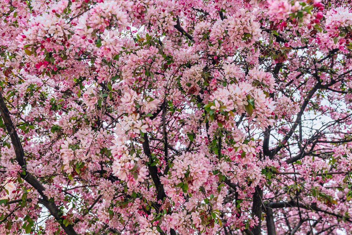 EAGLEWOOD COVE SUB - Residential