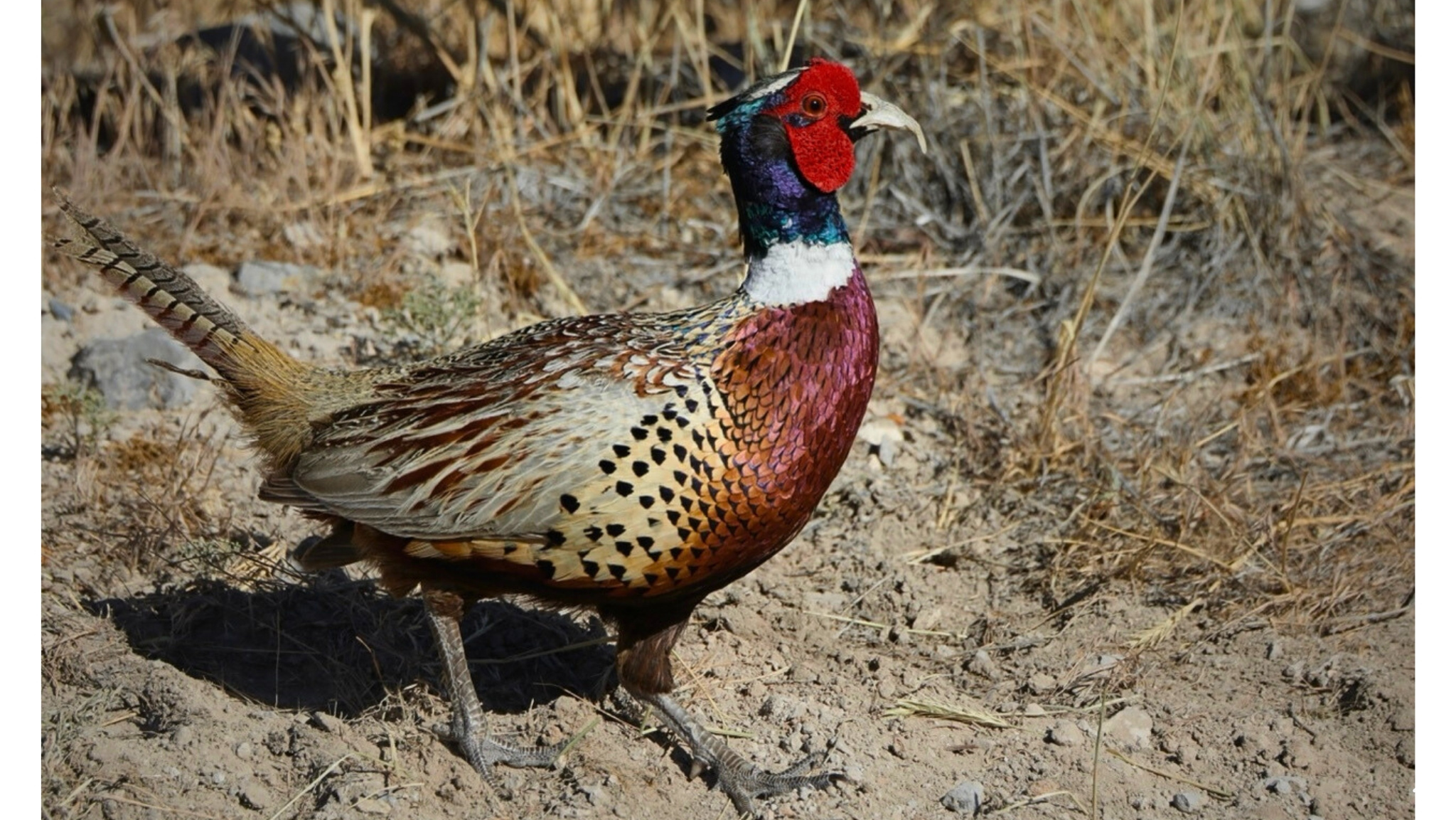 THE PRESERVE AT MAPLETON - Land