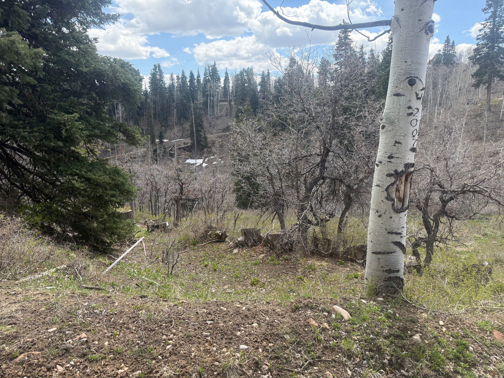 PINE MEADOW RANCH - Land
