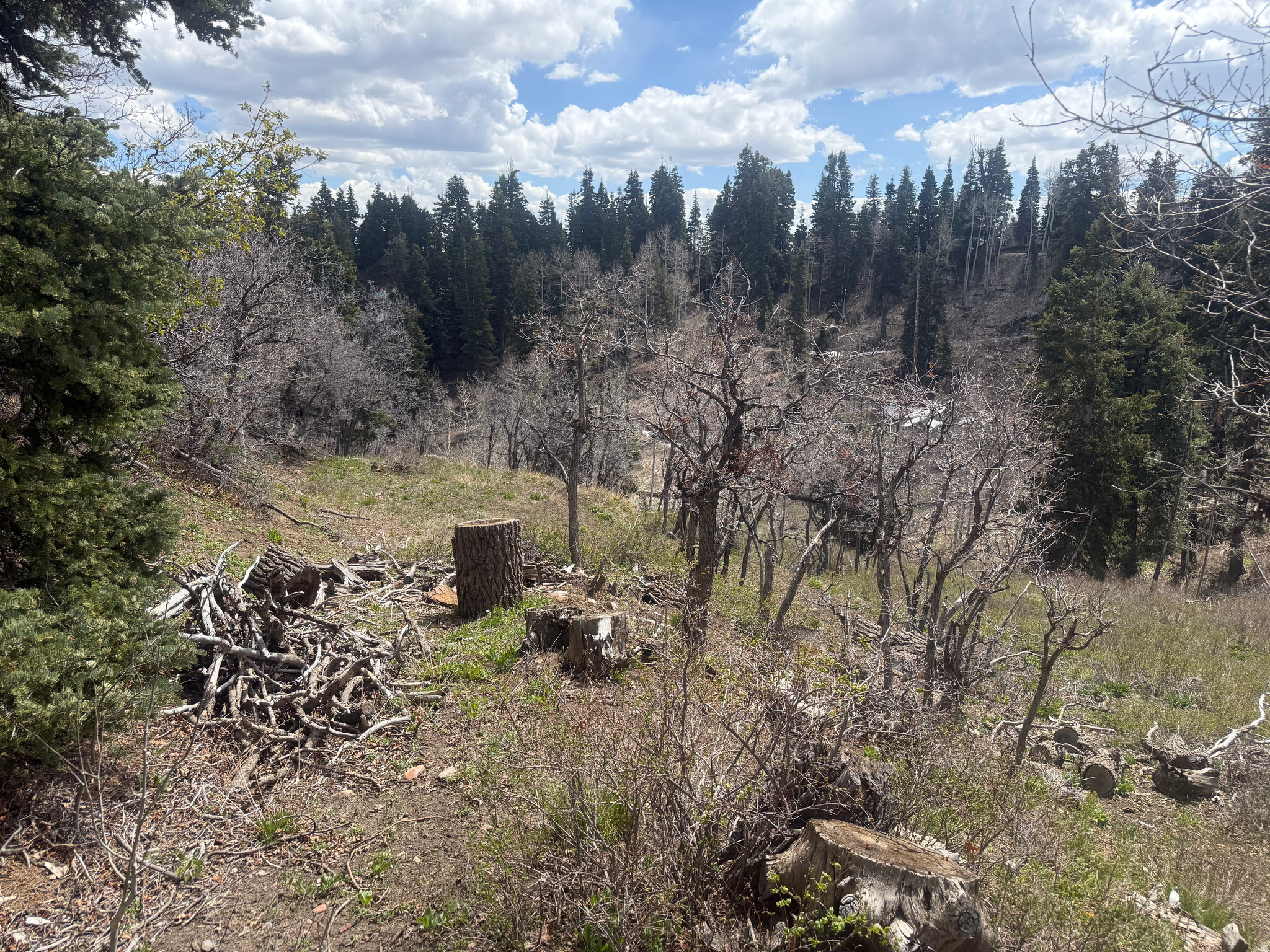 PINE MEADOW RANCH - Land