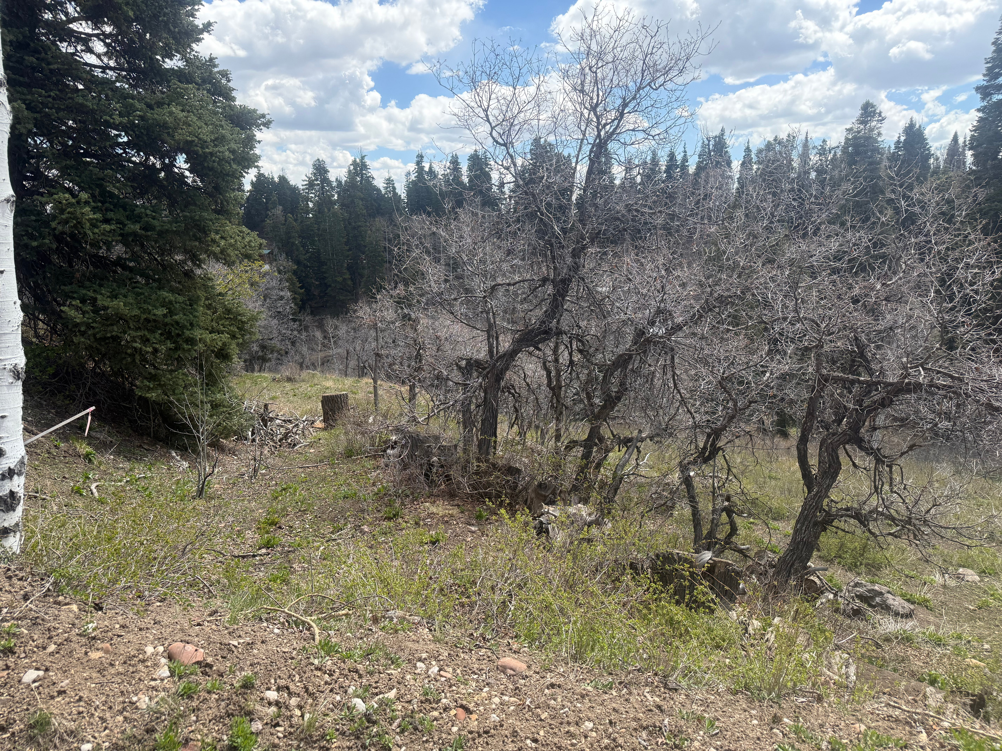 PINE MEADOW RANCH - Land