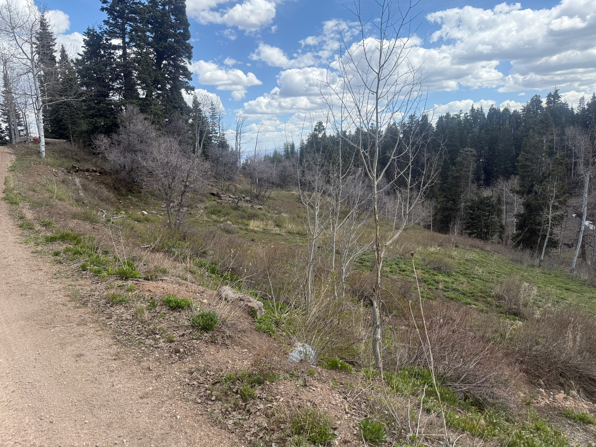 PINE MEADOW RANCH - Land