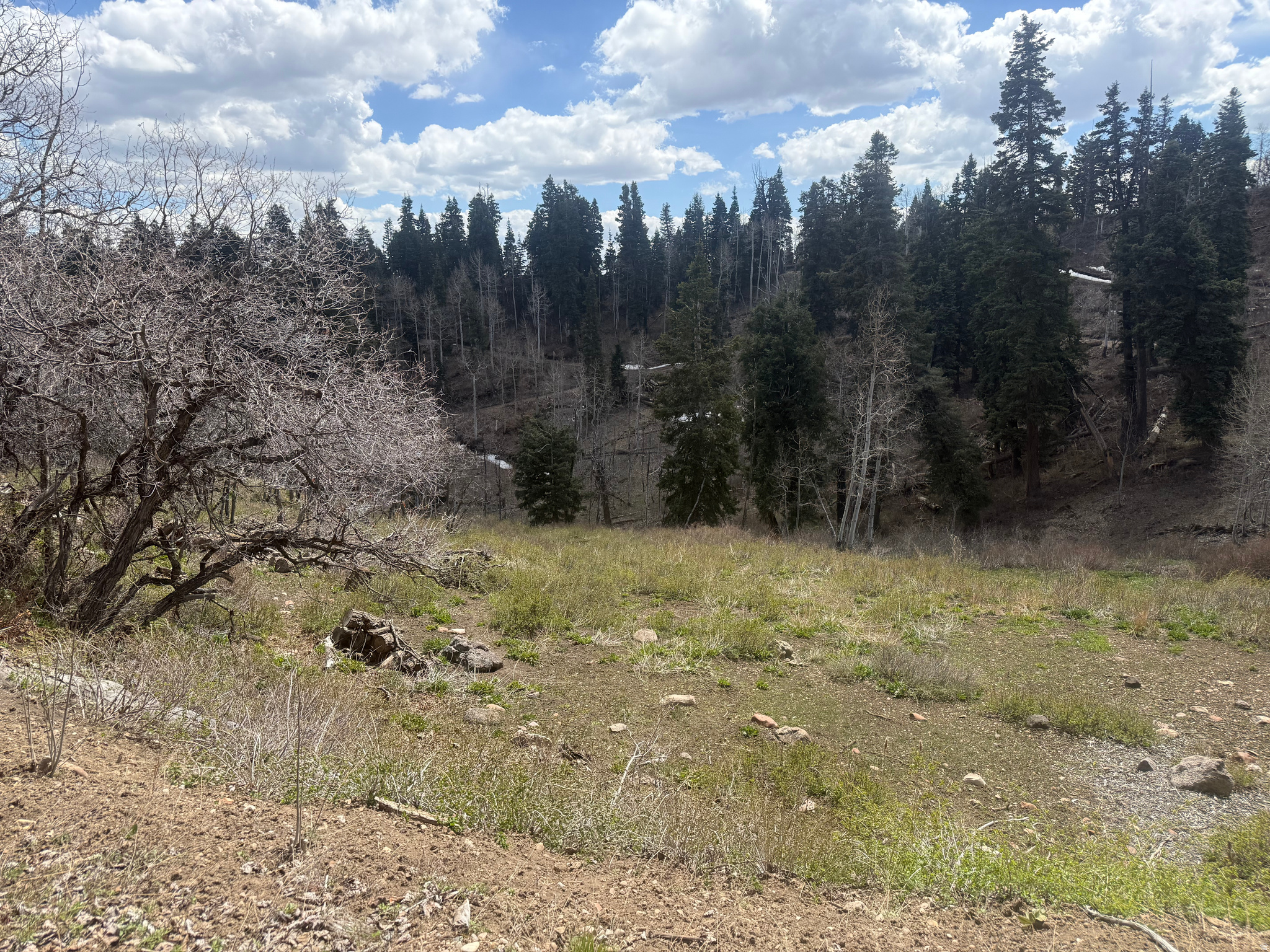 PINE MEADOW RANCH - Land