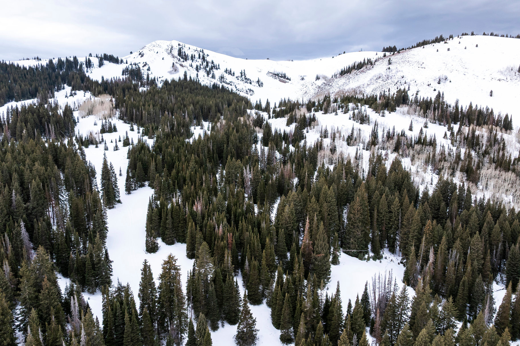 COLONY @ WHITE PINE - Residential