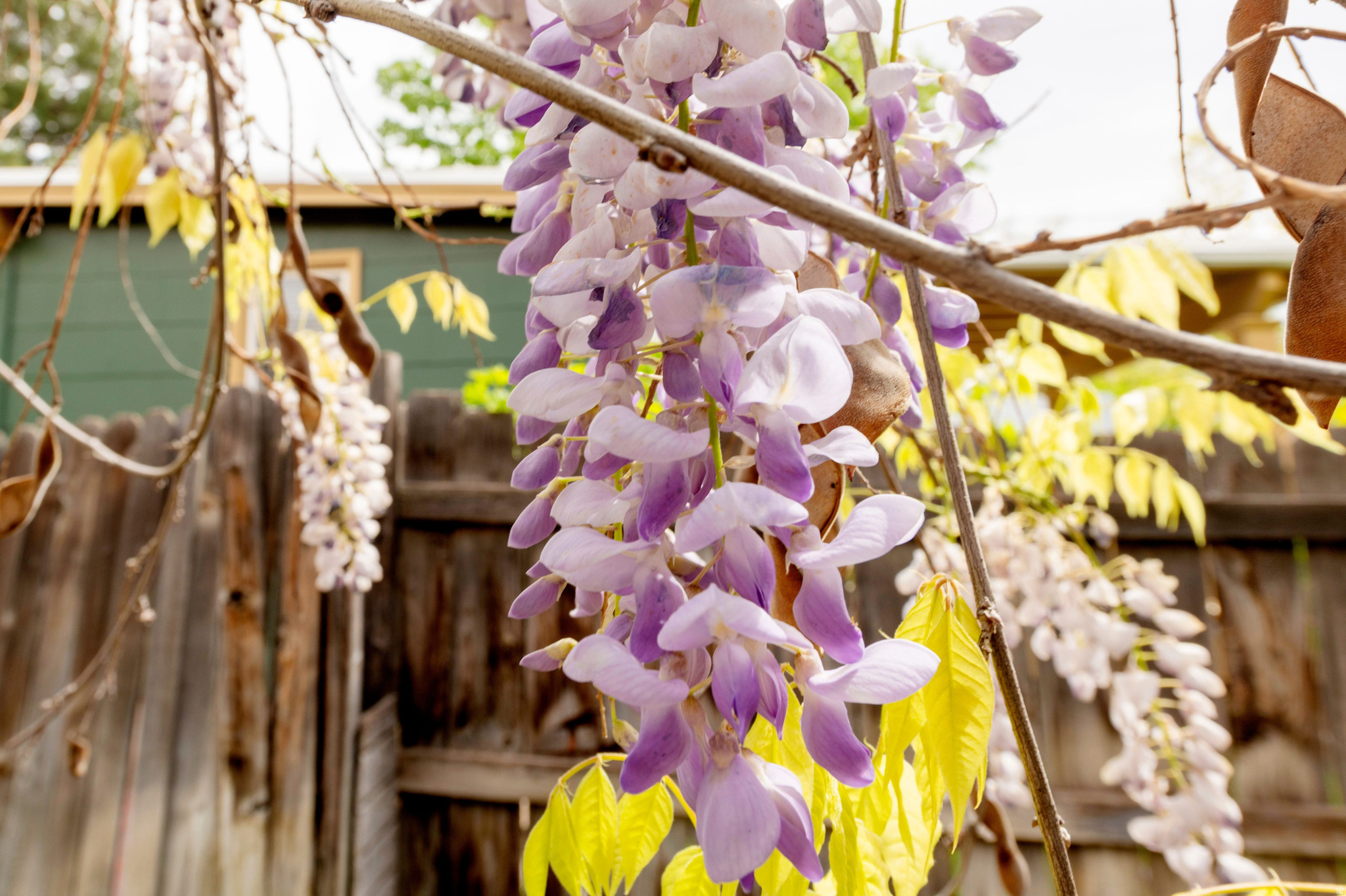 PERKINS FIRS - Residential