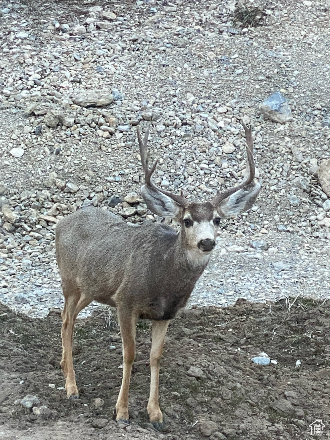 CALLS FORT ESTATES - Residential