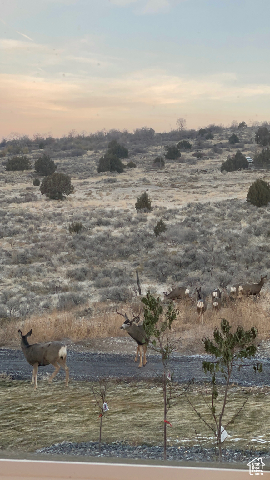 CALLS FORT ESTATES - Residential