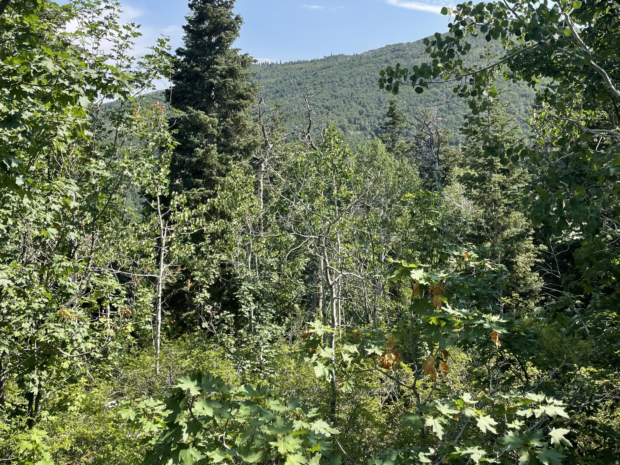 SKYLINE MOUNTAIN RES - Land
