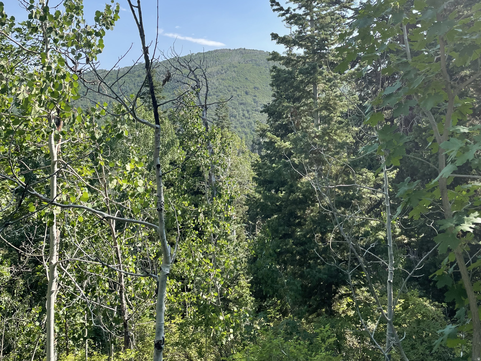 SKYLINE MOUNTAIN RES - Land