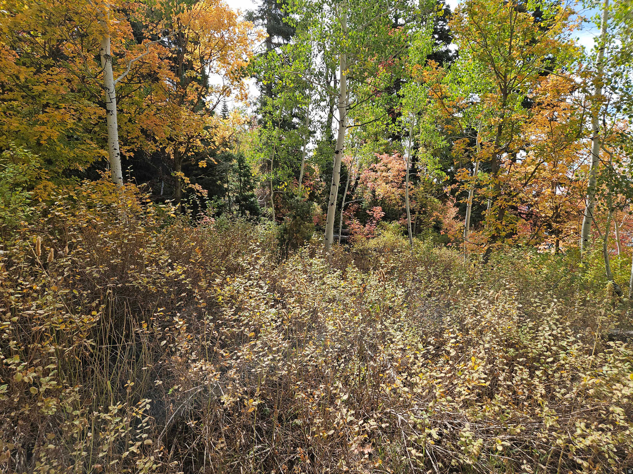 SKYLINE MTN RESORT - Land