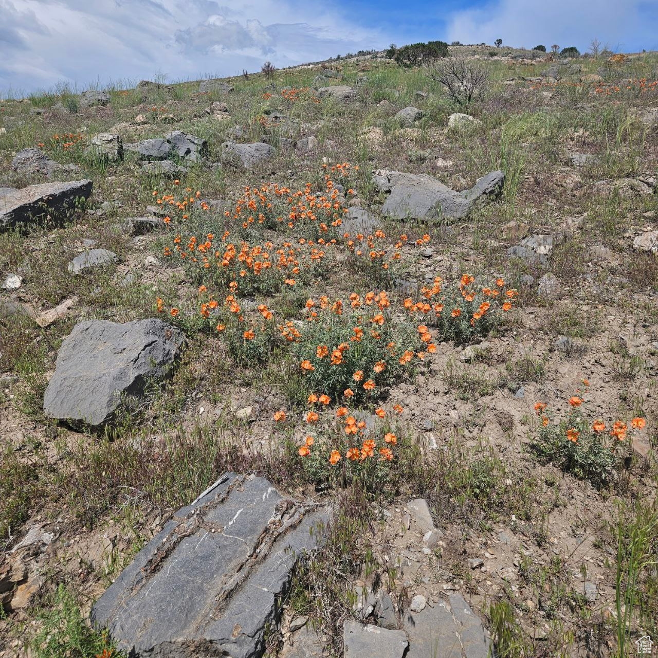 GLENMAR RANCHES PHAS - Land