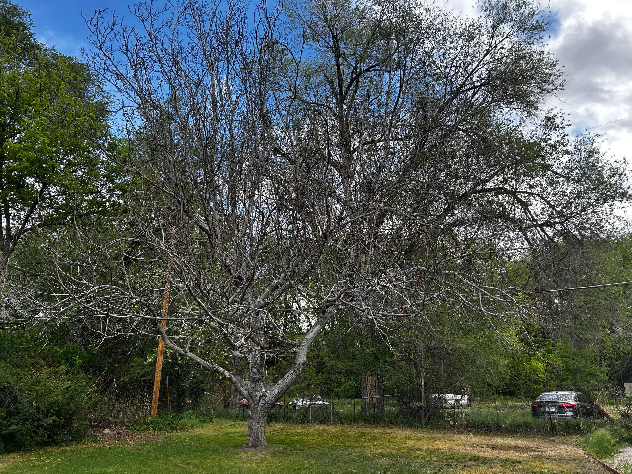 LORRAINE SUB - Residential