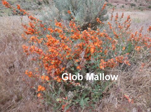Tiny photo for 4046 E OLD HARLEY DOME HWY 3938, Cisco, UT 84515 (MLS # 2156887)