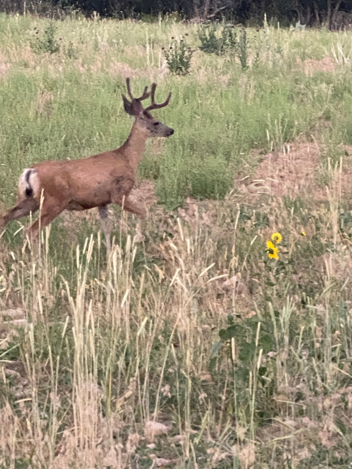 COTTAGES AT HOBBLE CREEK MHD - Residential