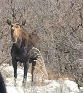 COTTAGES AT HOBBLE CREEK MHD - Residential