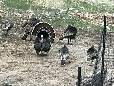 Tiny photo for 47 S MEADOW DR, Springville, UT 84663 (MLS # 2145130)