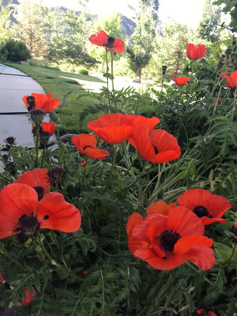 Tiny photo for 47 S MEADOW DR, Springville, UT 84663 (MLS # 2145130)