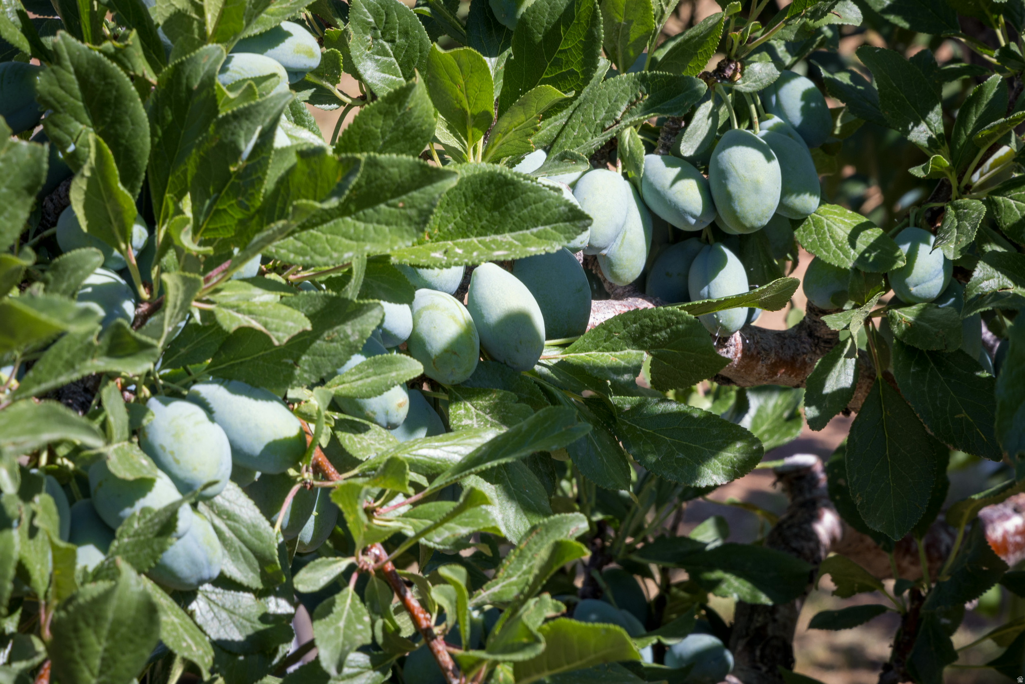 ELK MEADOWS - Residential