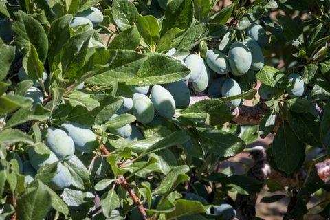 Tiny photo for 684 W BLUE MOUNTAIN RIDGE, Monticello, UT 84535 (MLS # 2143654)