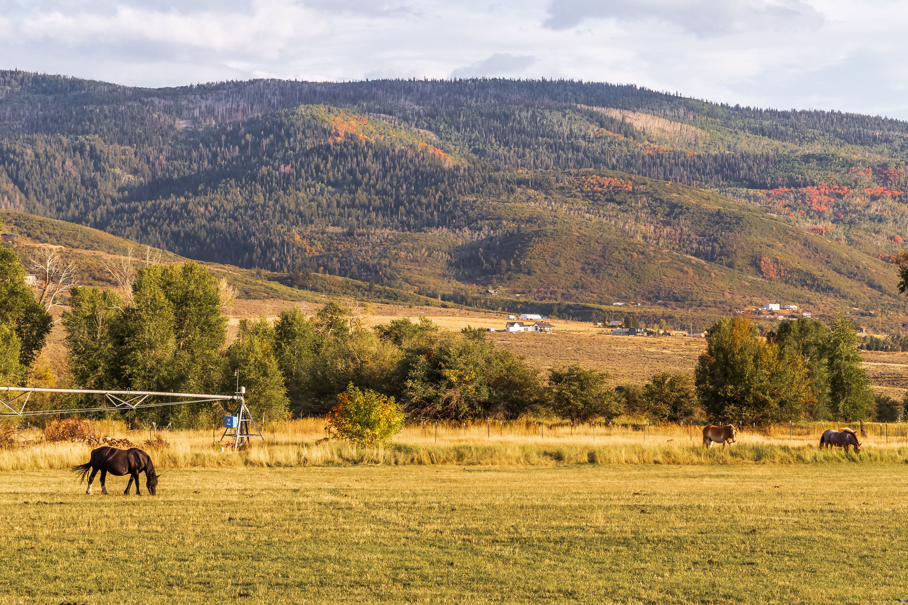 OAKLEY TOWN (BOULDERVILLE) - Residential